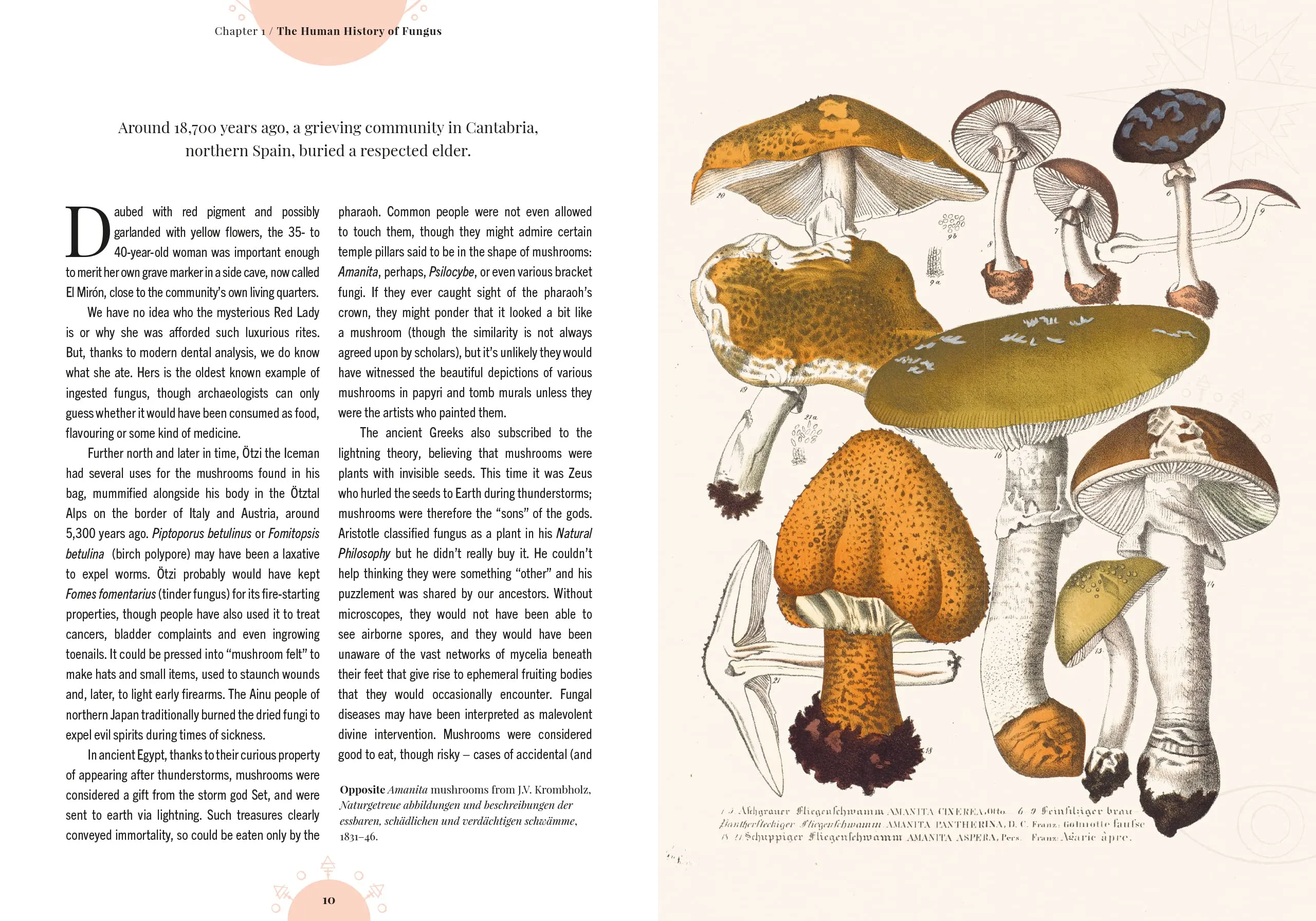 Book - The Magic of Mushrooms: Fungi in folklore, superstition and traditional medicine