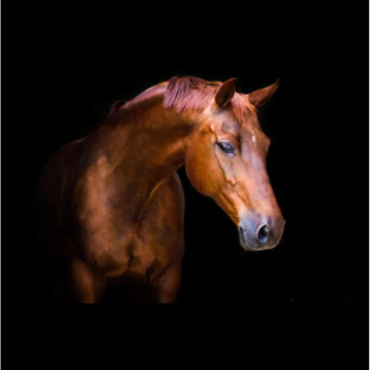 "Pensive Mare" Acrylic Wall Art (32"H X 48"W)